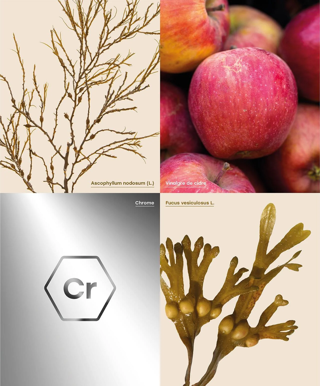 Gélules Glycémie - Image 4